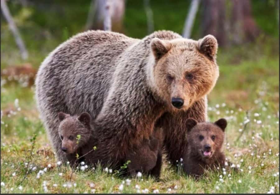 Banff: Lake Louise and Moraine Lake Tour with Pickup & Drop - Key Points