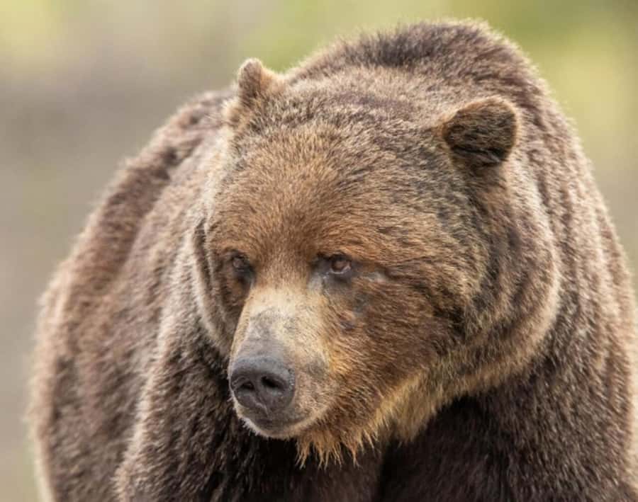 Banff: Lake Louise and Moraine Lake Tour with Pickup & Drop - An In-Depth Look at the Tour Experience
