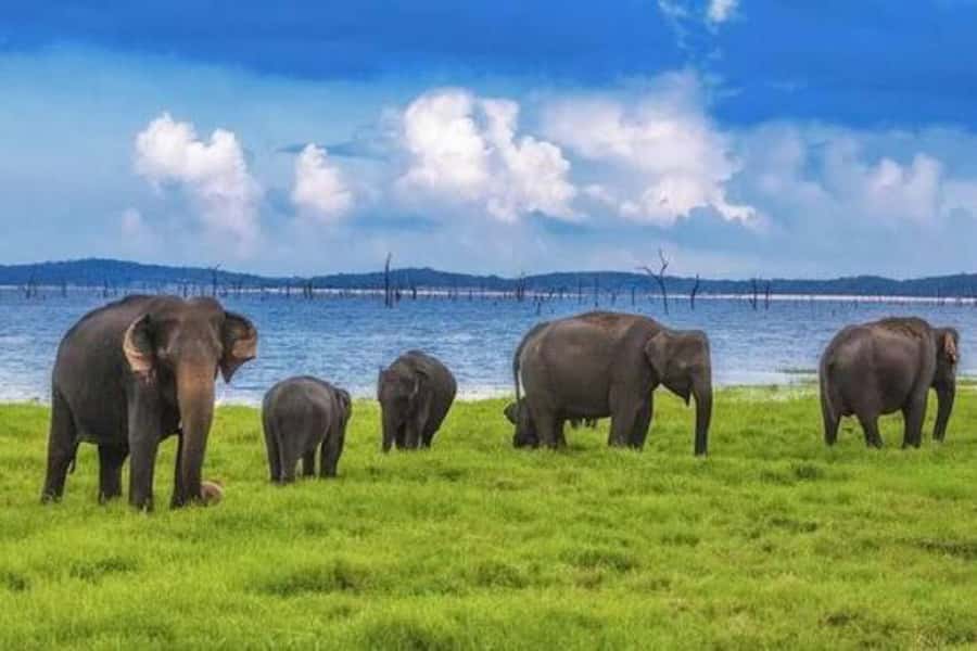 Sigiriya: Kaudulla National Park Safari & Village Tour - Final Thoughts: Is It Worth It?