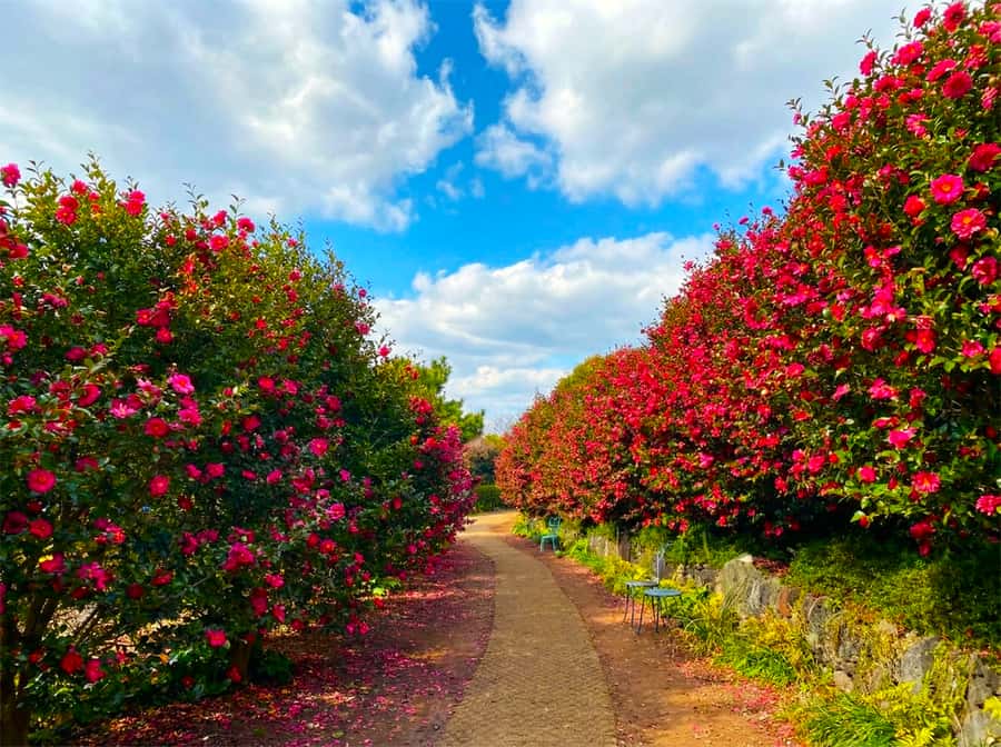 Jeju: Day Tour Hanbok, HALLASAN, Camellia, Sauna (W/pick-up) - Breathtaking Views from Hallasan Mountain