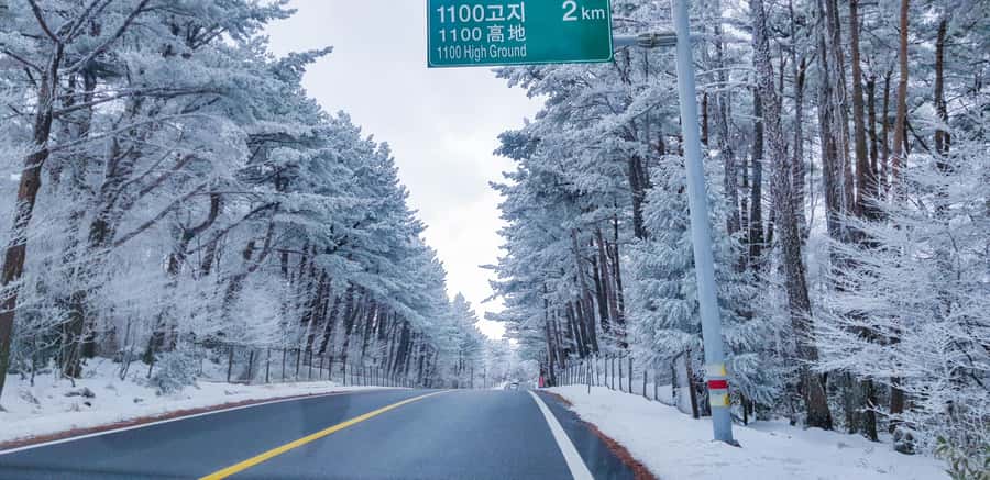 Jeju: Day Tour Hanbok, HALLASAN, Camellia, Sauna (W/pick-up) - Practical Insights and Tips