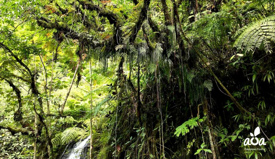 AOA Polynesian Forests - Tahiti Nature Immersion Day - FAQ