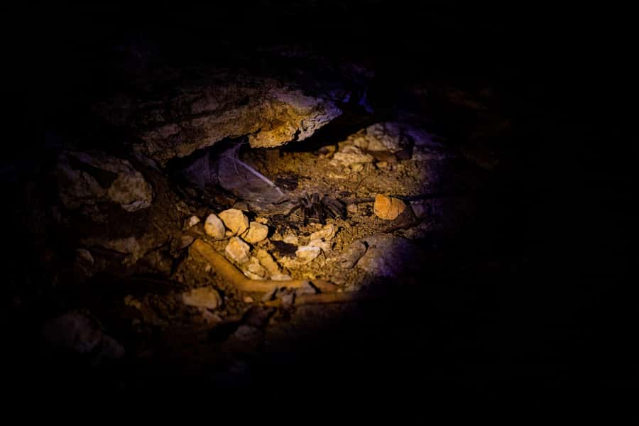 Langkawi:6 Hours Mangrove Night Safari with Pick Up & Dinner - An Authentic Look at the Langkawi Mangrove Night Safari