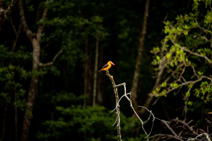 Langkawi:6 Hours Mangrove Night Safari with Pick Up & Dinner - Final Summary