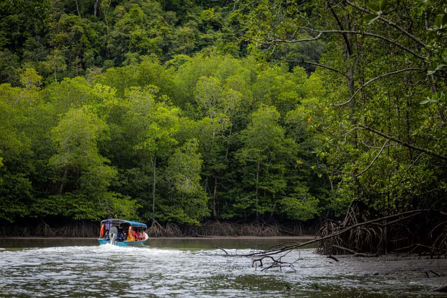 Langkawi:6 Hours Mangrove Night Safari with Pick Up & Dinner - Who Should Consider This Tour?
