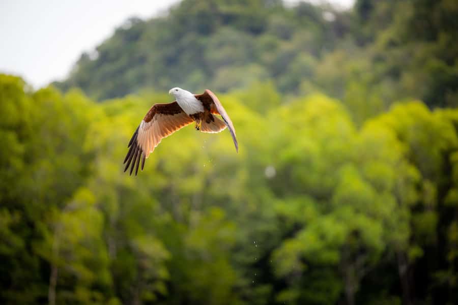 Langkawi:6 Hours Mangrove Night Safari with Pick Up & Dinner - Key Points