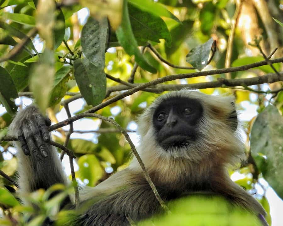 Chitwan: 3-Day Jungle Walk, Canoe Ride, and Jeep Safari back - The Practical Details