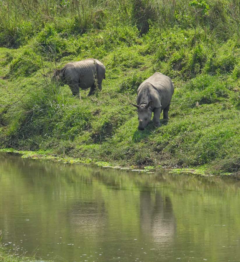 Chitwan: 3-Day Jungle Walk, Canoe Ride, and Jeep Safari back - What We Loved Most