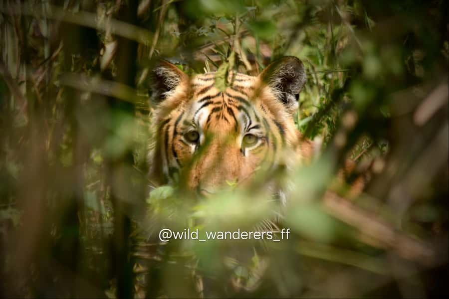 Chitwan: 3-Day Jungle Walk, Canoe Ride, and Jeep Safari back - What This Tour Offers: A Closer Look