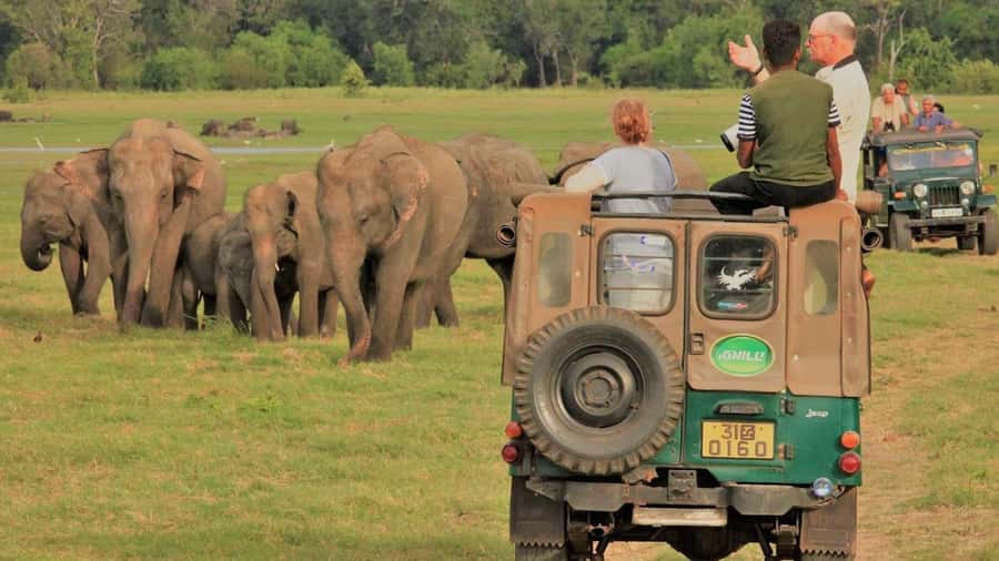 Polonnaruwa Cycling: Paddy-Field Lunch with Eco Park Safari - Key Points
