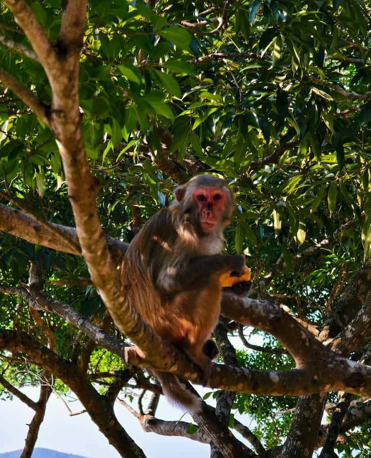 Sanya 3-Hour Scenic Park & Local Market Discovery Tour - Analyzing the Value