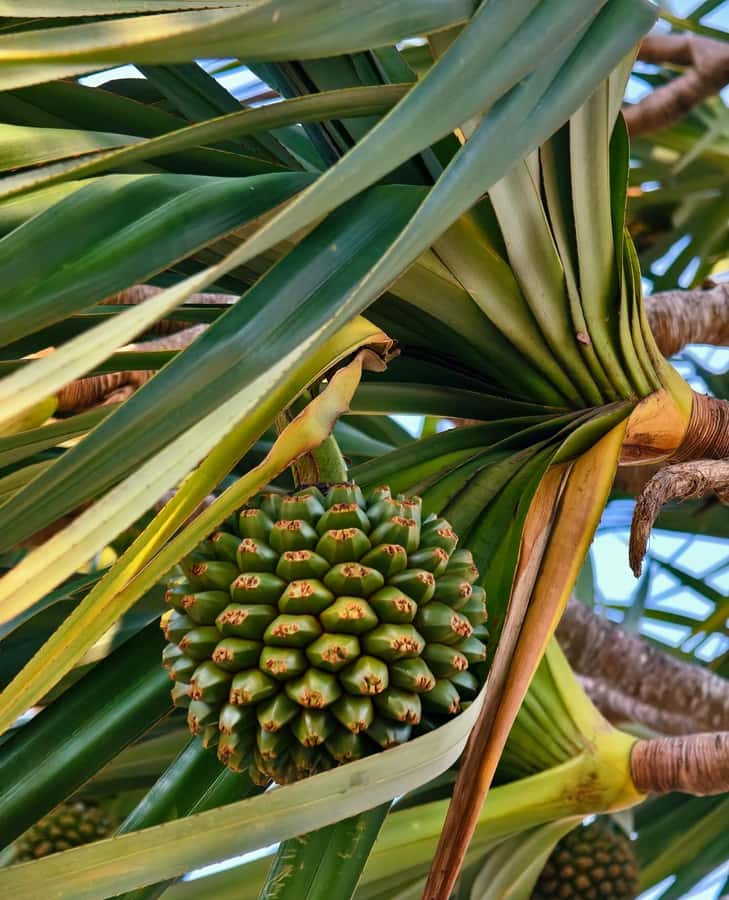 Sanya 3-Hour Scenic Park & Local Market Discovery Tour - Tour Duration and Pacing