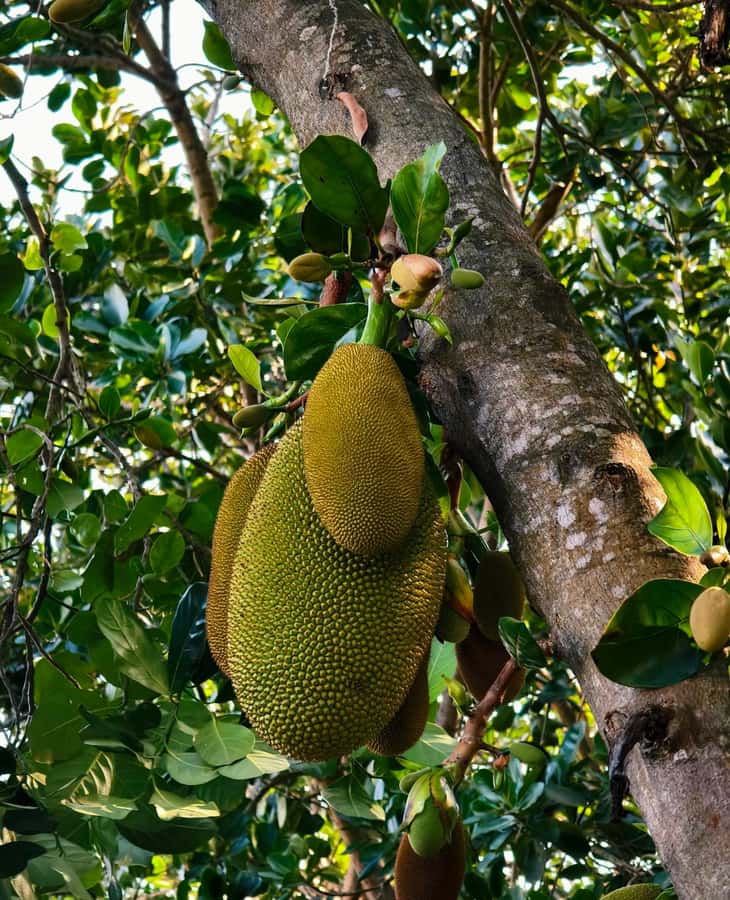 Sanya 3-Hour Scenic Park & Local Market Discovery Tour - Honggang Farmers Market: A Slice of Daily Life