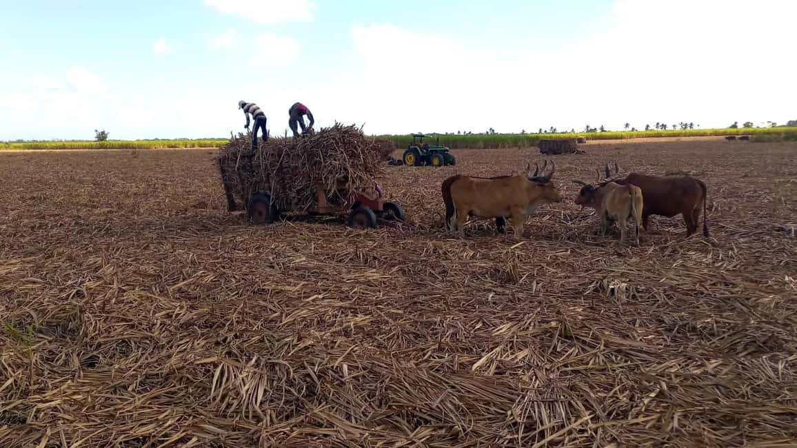 Higuey - Rio Chavon: Immerse yourself in Dominican life - Key Points