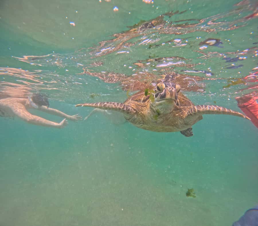 Mirissa Snorkeling Tour with Turtle Adventure and Free Video - FAQ
