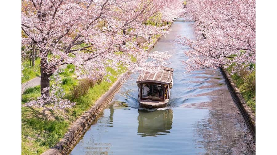 Kyoto: Private Full-Day Sakura Tour by Vehicle with Guide - FAQ