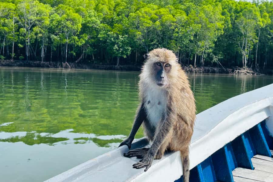 Ko Lanta: Thung Yee Peng Mangrove Kayak Rental - Why You’ll Enjoy the Thung Yee Peng Kayak Rental