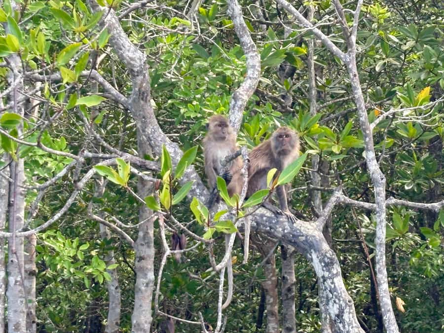 Ko Lanta: Thung Yee Peng Mangrove Kayak Rental - Good To Know