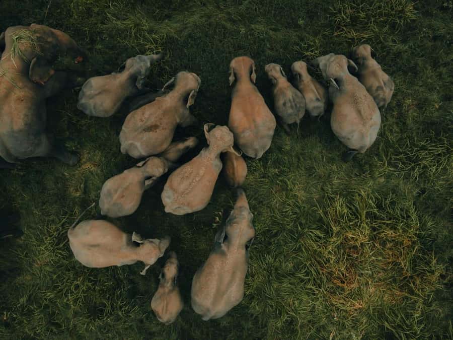 From Kandy: Dambulla to Sigiriya Day Trip By Car - Who Is This Tour Best For?