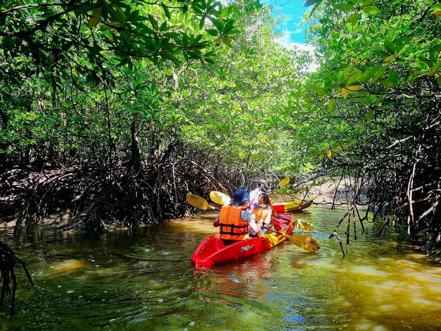 Ko Lanta: The Mangrove Kayaking Experience + Local Lunch - Detailed Breakdown of the Experience