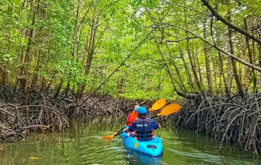 Ko Lanta: The Mangrove Kayaking Experience + Local Lunch - Assessing the Value and Practicalities