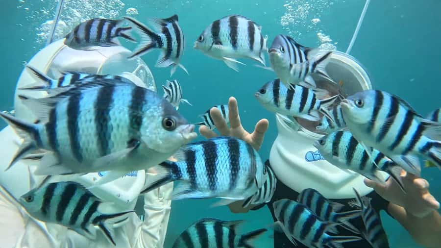 Okinawa MarinSportsSeaWalk in Onna village (free benefits) - Okinawa MarinSports SeaWalk in Onna Village (Free Benefits) – A Detailed Review