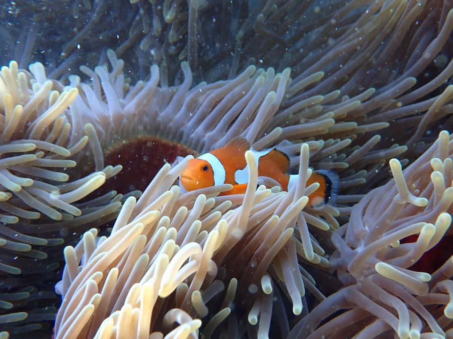 Okinawa MarinSportsSeaWalk in Onna village (free benefits) - Final Thoughts