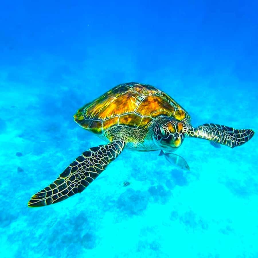 Khao Lak : Similan Islands & Sail Rock Viewpoint - Who Would Love This Tour?