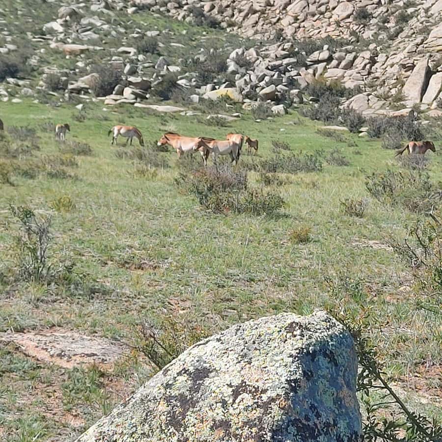 Ulaanbaatar: Khustai NP, Semi Gobi & Kharkhorin Tour - Practical Details and Value