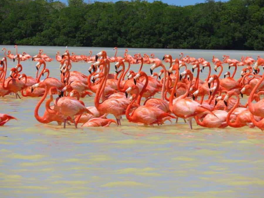 From Merida to Celestún: Biosphere, Flamingos & Beach Escape - Exploring the Celestún Biosphere: What It’s All About