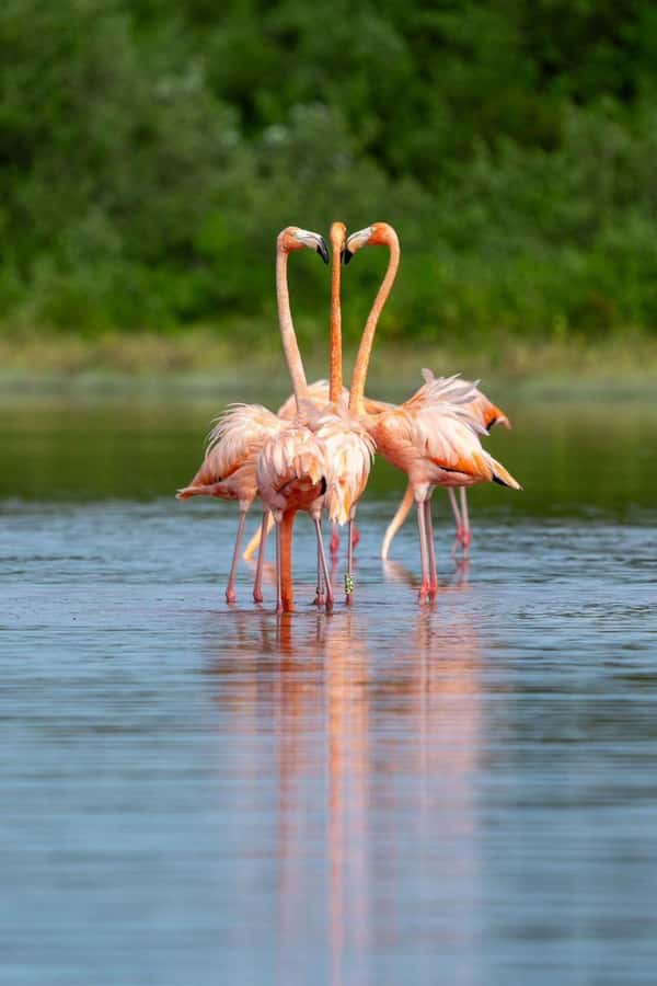 From Merida to Celestún: Biosphere, Flamingos & Beach Escape - Key Points
