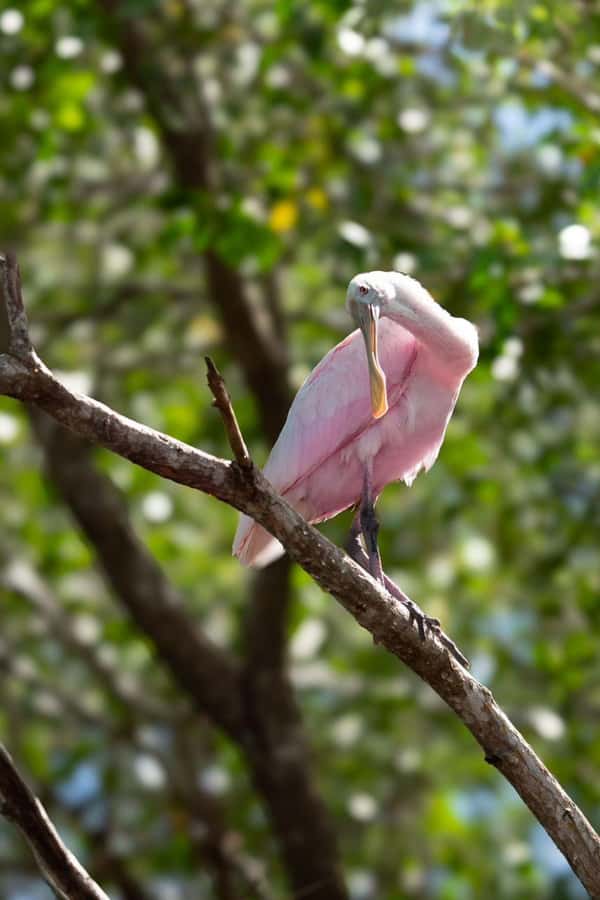 From Merida to Celestún: Biosphere, Flamingos & Beach Escape - The Freshwater Spring: A Refreshing Break