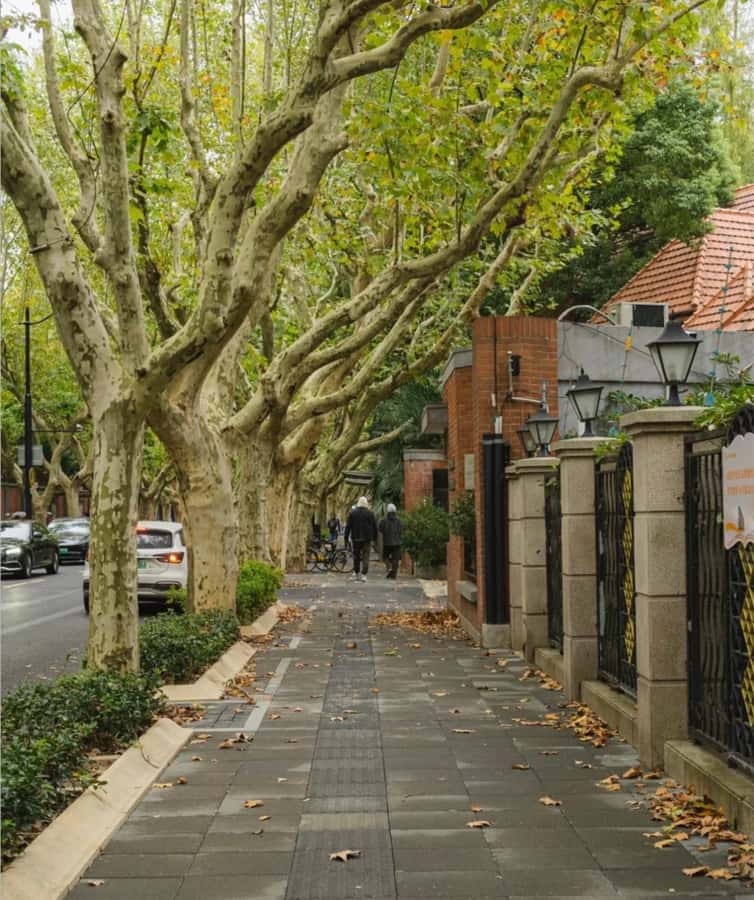 Shanghai City Essentials: Culture, Yu Garden & Night Views - Key Points