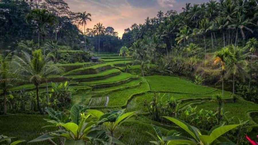 All-Inclusive Rice Terrace, Waterfall, and Temple Day Tour - Final Thoughts  