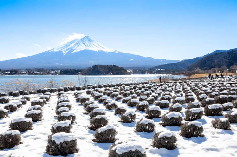 Tokyo: Mt. Fuji 5th Popular Spots and Sagamiko Illumination - Good To Know