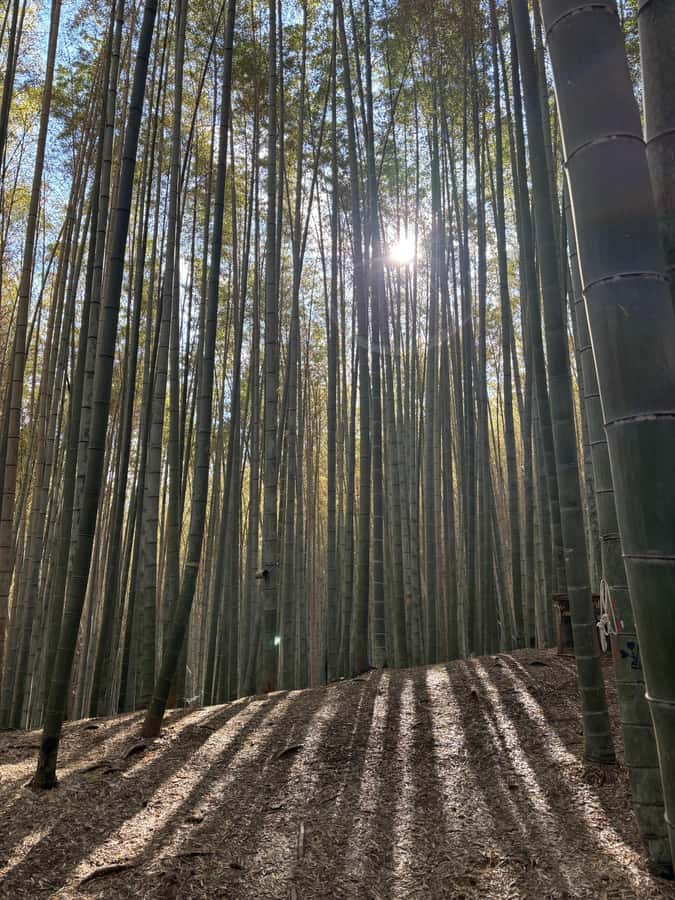 Kyoto Craftsmanship: Bamboo Chopstick Making Workshop - The Setting and Comforts: Coffee, Play, and Peaceful Views