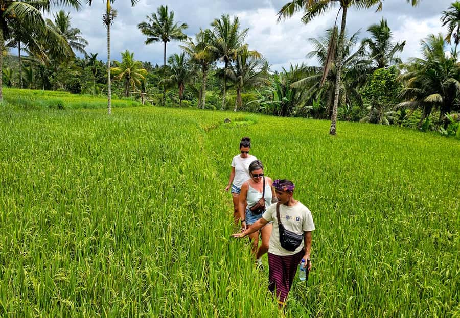 Lombok: Coffee Experience, Rice Terraces & Waterfalls Tour - Exploring the Itinerary: What You’ll Actually Do