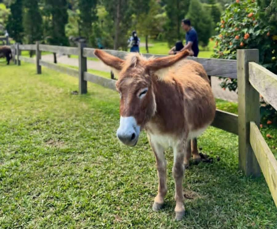 Jatiluwih Nature and Wellness Day Tour - A Deep Dive into the Bali Jatiluwih Nature and Wellness Tour