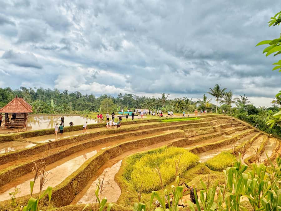 Jatiluwih Nature and Wellness Day Tour - Frequently Asked Questions