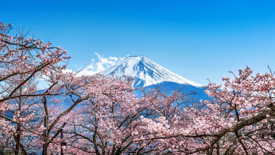 From Tokyo: Mt. Fuji One-Day Private and Customizable Tour - Who Should Consider This Tour?
