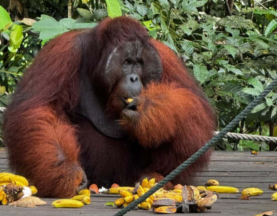 Kuching Orangutan & Bidayuh Longhouse - A Detailed Look at the Kuching Orangutan & Bidayuh Longhouse Tour