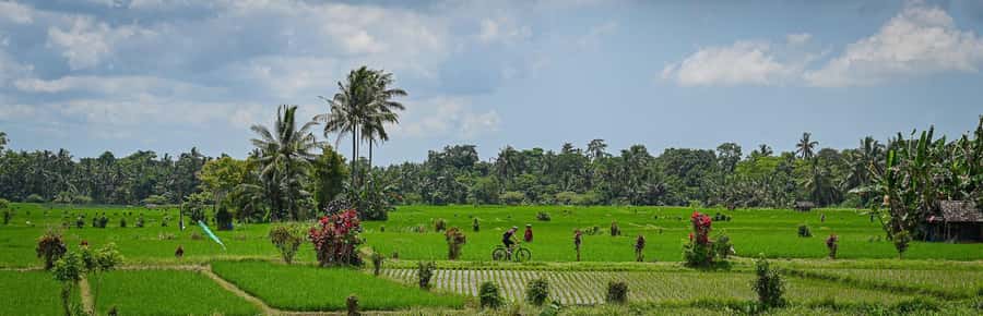 South Ubud: Electric Mountain Bike Tour - Heart of the Rice Fields - Half Day (Private) - Key Points