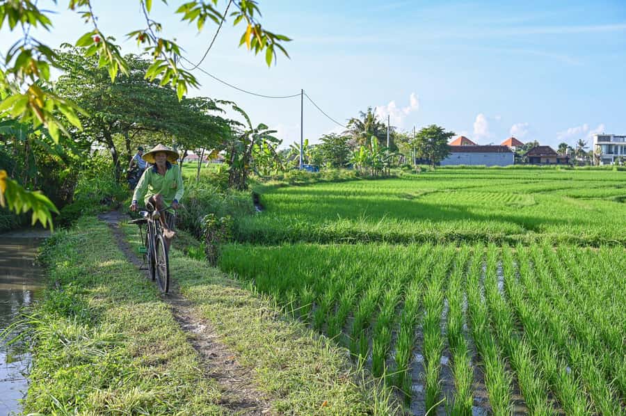 South Ubud: Electric Mountain Bike Tour - Heart of the Rice Fields - Half Day (Private) - Overview of the Experience