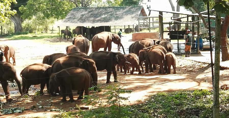 Ella and Udawalawe National Park Private Tour All Inclusive - An In-Depth Look at the Tour Experience