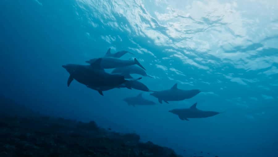 From Bali: Beginner Scuba Diving to Nusa Penida & Lembongan - Good To Know