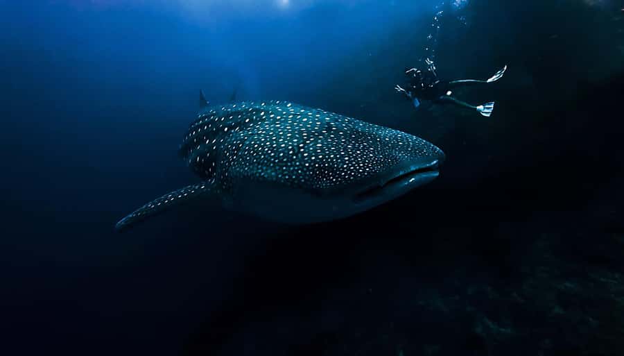 From Bali: Beginner Scuba Diving to Nusa Penida & Lembongan - Deep Dive into the Itinerary