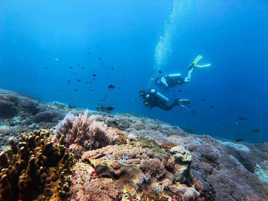 From Bali: Beginner Scuba Diving to Nusa Penida & Lembongan - Who Would Love This Tour?