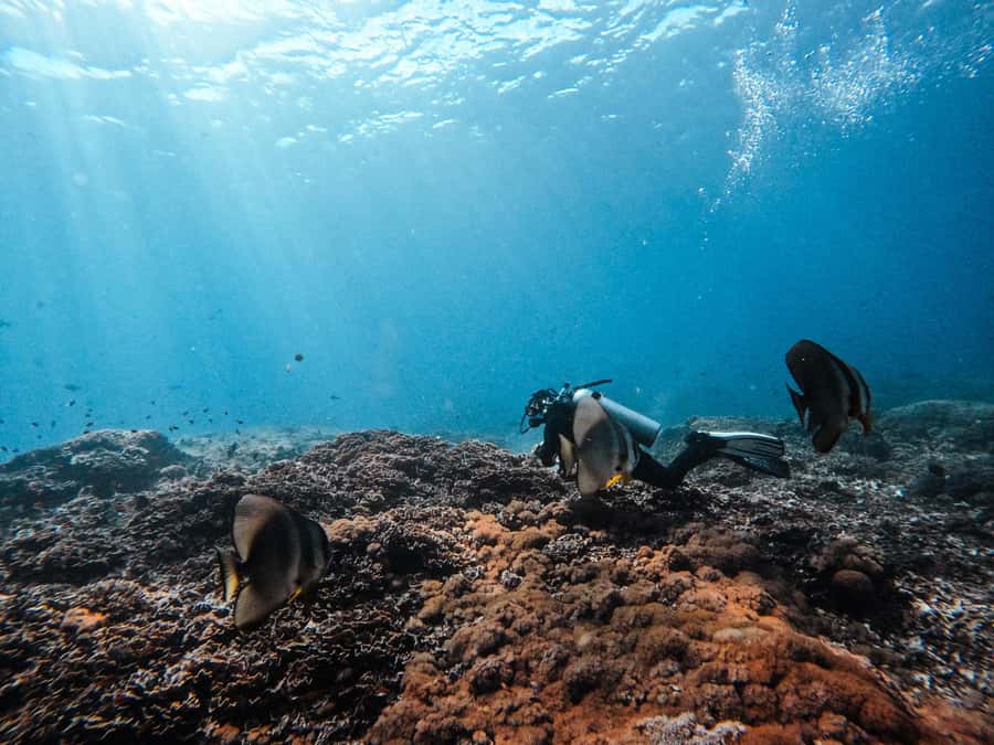 From Bali: Beginner Scuba Diving to Nusa Penida & Lembongan - FAQ