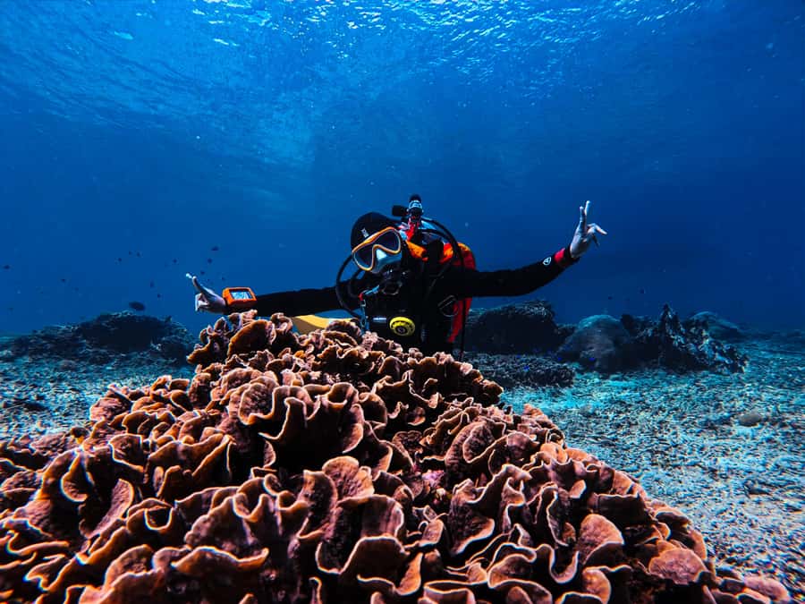 From Bali: Beginner Scuba Diving to Nusa Penida & Lembongan - The Pros and Cons