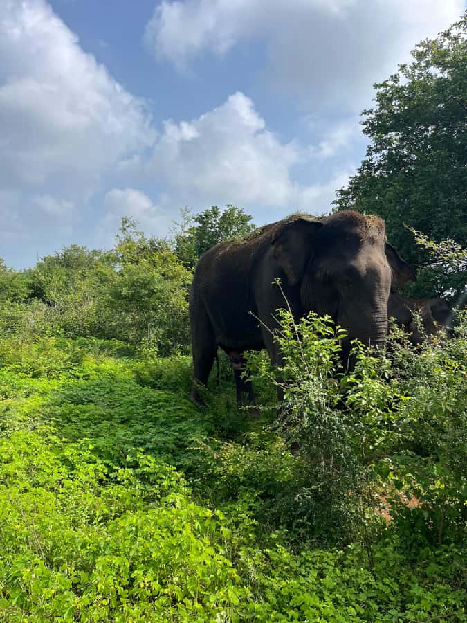 Udawalawa: National Park Safari with ahungalla Hotel Pickup - Who Should Consider This Safari?